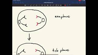 MitosisM Phase Simply Explained [upl. by Mumford501]