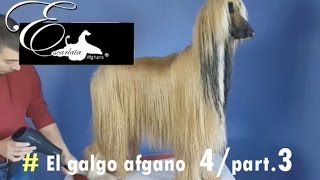 Documental del galgo afgano  Video 4  Part3  Peluquería del galgo afgano [upl. by Ahsenyt]