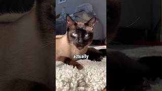 My Siamese Cat’s Way of Greeting Me 🥲 [upl. by Lrat9]