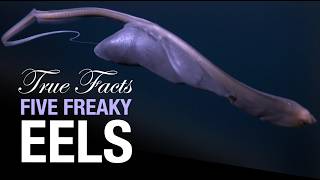 True Facts Five Freaky Eels [upl. by Nirrek853]