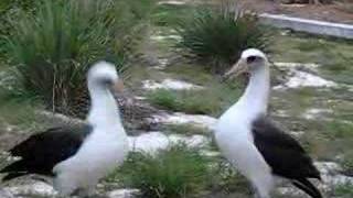 laysan albatross mating dance [upl. by Kohn]