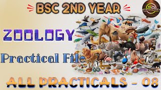 Zoology Practical File Part 8 Hindi Medium  IInd Year  Diagram  Theory shikshadeep [upl. by Urban]