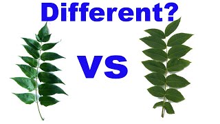 Tree of Heaven vs Black Walnut  Tell Apart With Ease [upl. by Rot]