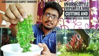 HYDROCOTYLE TRIPARTITA MINI CUTTING  AQUARIUM CARPET TRIMMING AND UPROOTING  EASY NON CO2 CARPET [upl. by Tuppeny337]