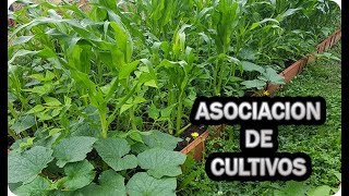 Asociacion Precolombina o Milpa  Maíz Judías Calabazas  La Huertina De Toni [upl. by Pelligrini]