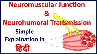 Neuromusular Junction and Neurohumoral Transmission simple explaination in Hindi  Bhushan Science [upl. by Faustena]