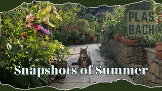 Snapshots of Summer in the Garden [upl. by Nollaf]