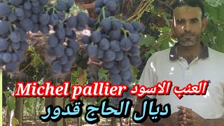 العنب الاسود صنف Michel pallier من منطقة الحاج قدور ضواحي مدينة مكناس [upl. by Gay461]