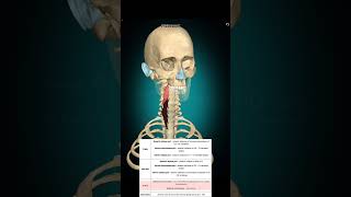 Longus colli muscle anatomy muscleanatomy [upl. by Anpas]