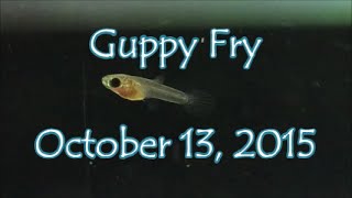 Newborn Guppy Fry  October 13 2015 HD [upl. by Aynodal]