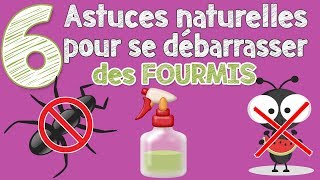 Comment se débarrasser des fourmis sans produits chimiques [upl. by Holtz]