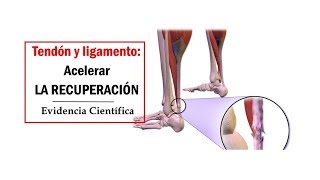 VIDEOpaper Acelerar la regeneración de tendones y ligamentos [upl. by Sigvard127]