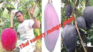 thai variety fruits plant Thai variety mango Sarika nursery wb [upl. by Zerk335]