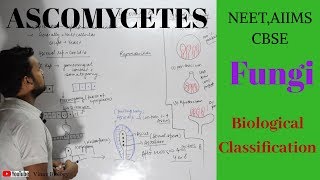 Ascomycetes  FungiBiological classsification  Vinay Biology [upl. by Ahsineg744]