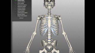 شرح Biodigital human لرؤية الانسان وهو هيكل عظمى واضافة اللحم له  See the skeleton [upl. by Aseneg]