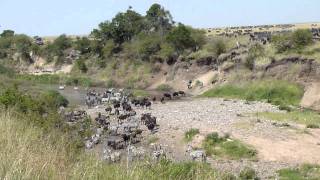 Masai Mara Crossing Gnu Juli 2011 TalekRiver [upl. by Barbie]