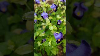 torenia or wishbone flower shorts youtubeshorts torenia flowers [upl. by Vinni424]