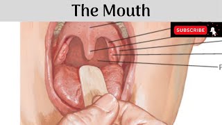 The Mouth  Parts  Lips  Cheeks  Gums  Vestibule  Oral Cavity Proper  Boundaries  Sublingual [upl. by Aira]