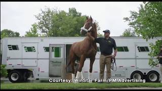 Triple Crown Winner Justify Arrives At WinStar Farm [upl. by Xineohp]