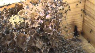 Trigona Stingless Native Beehives 5 Hockingsi vs Carbonaria Tetragonulas [upl. by Goulette]