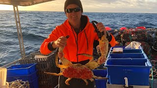 Catching Tasmanian Giant Crab Robe South Australia [upl. by Choo]