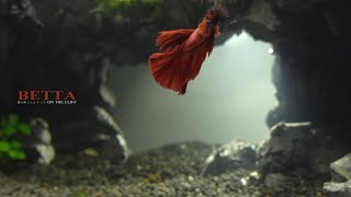 Setup Undercave Aquaterrarium l What Happens When Betta Fish Live With Other Aquatic Animals [upl. by Dorca411]