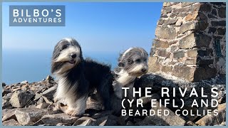 Our Dogs Climb The Rivals Yr Eifl Llŷn Peninsula North Wales UK [upl. by Llehsor]