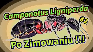 Camponotus ligniperda  Koniec zimowania  Budzimy kolonię [upl. by Mita115]