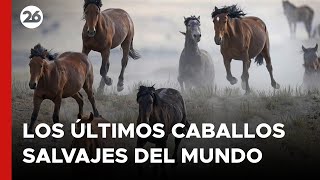 🐎 LOS ÚLTIMOS CABALLOS SALVAJES DEL MUNDO [upl. by Siuoleoj751]