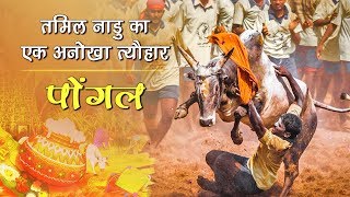 Pongal  तमिल नाडु का एक अनोखा त्यौहार  Festival Of Tamilnadu  India [upl. by Posner]