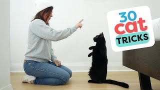 30 Tricks To Teach Your Cat [upl. by Chansoo]