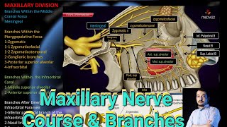 Maxillary branches of Trigeminal nerve anatomy cranialnerves maxillofacialsurgery [upl. by Assinna]