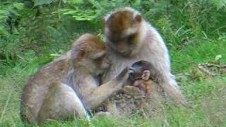 Barbary Macaques [upl. by Lerraj]