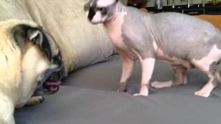 Sphynx cat playing with pug [upl. by Nohj879]