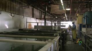 DTSC Success Story  Valley Chrome Plating [upl. by Jacintha885]