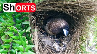 Spotted Munia Feeding and Raising Their Chicks in the Nest – Baby Birds Poop More and More [upl. by Ahtnammas]