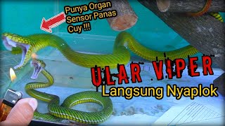 UNBOXING VIPER SUMATRA TRIMERESURUS PARIAS CALAMITAS BERBISA TINGGI HEMOTOXIN [upl. by Emmeline199]