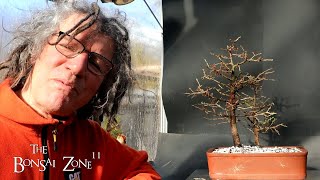 Repotting Two Larch Trees Part 2 The Bonsai Zone Feb 2024 [upl. by Netsyrk]