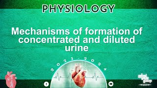 L6Mechanism of formation of concentrated and diluted urine Physiology [upl. by Kassel]