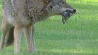 Coyote Eating A Bird [upl. by Lita]