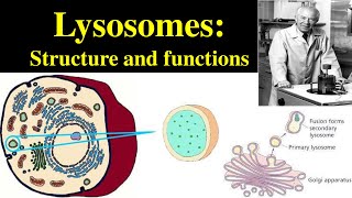 Lysosomes  Structure and Functions of lysosomes  Polymorphism in lysosomes  Primary lysosomes [upl. by Assilat]