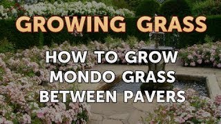 How to Grow Mondo Grass Between Pavers [upl. by Hartfield849]