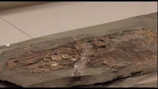 Interview Remarkably preserved fossil sea reptile reveals skin that is still soft [upl. by Neu324]