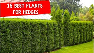 15 BEST PLANTS FOR HEDGES 🍀 IDEAS landscaping design [upl. by Chessy]