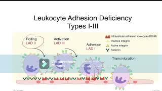 What is leukocyte adhesion disorderTypes of LADtreatment symptoms signPrimary immune deficiency [upl. by Ecnadnak]