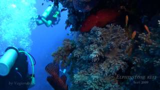 Diving at Elphinstone reef [upl. by Icak450]