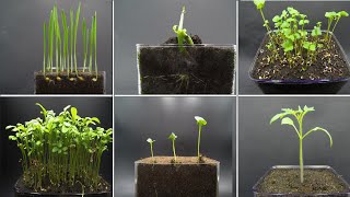 Growing Plants Time Lapse Compilation  123 Days Of Growing in 25 Minutes [upl. by Murvyn960]