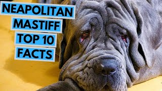 Neapolitan Mastiff  TOP 10 Interesting Facts [upl. by Yecats]