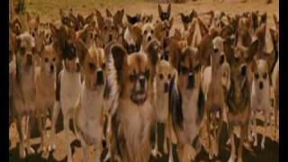 Beverly Hills Chihuahua  Chihuahua scene NL 2008 [upl. by Attelocin779]