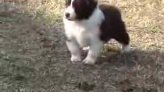 Border Collie Puppies  Ready to Run [upl. by Egnalos]